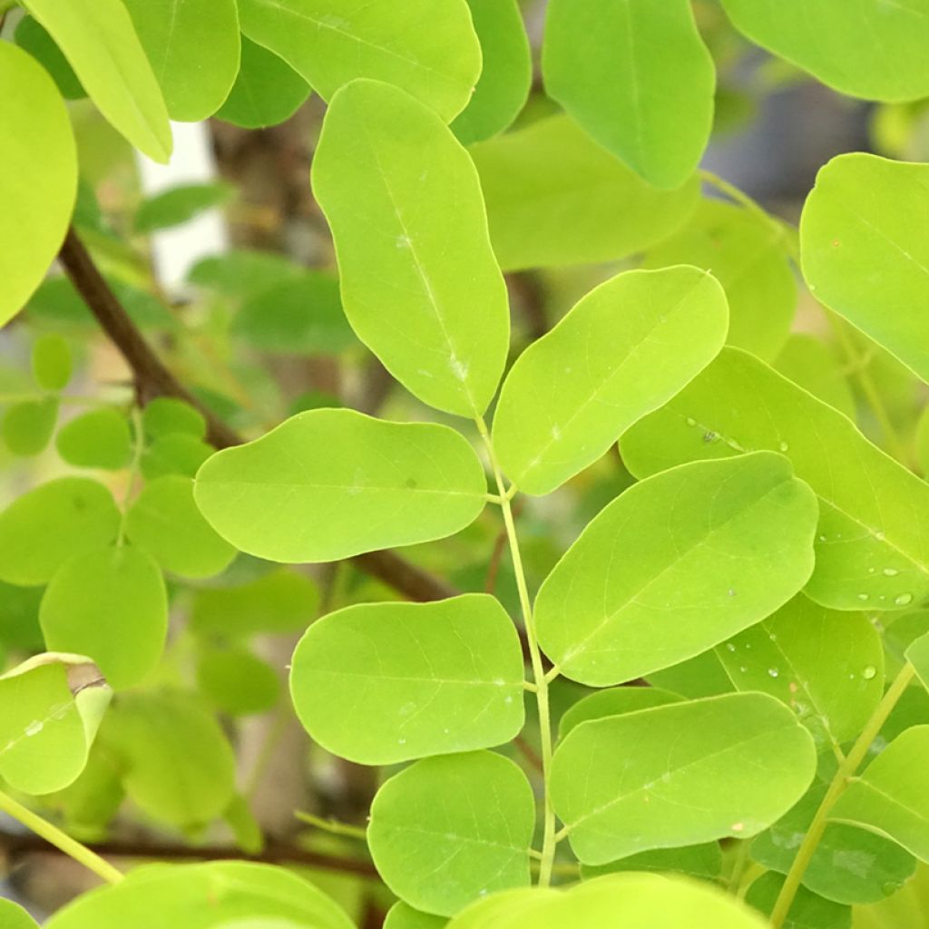 Robinia pseudoacacia Coluteoides - Valse acacia