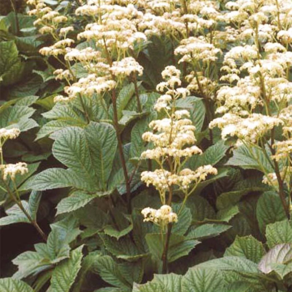 Rodgersia aesculifolia Irish Bronze - Schout-bij-nacht