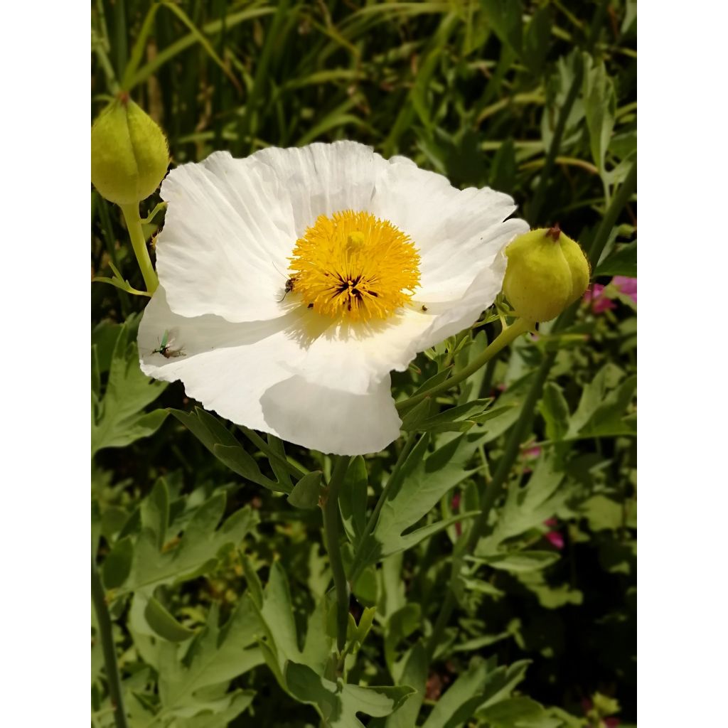 Romneya coulteri - Californische boompapaver