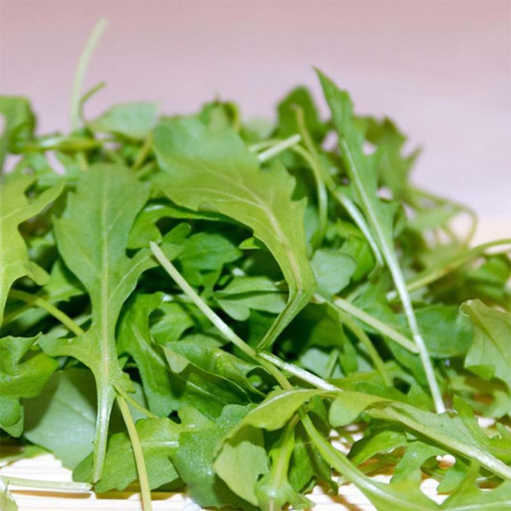 Rucola Astra BIO