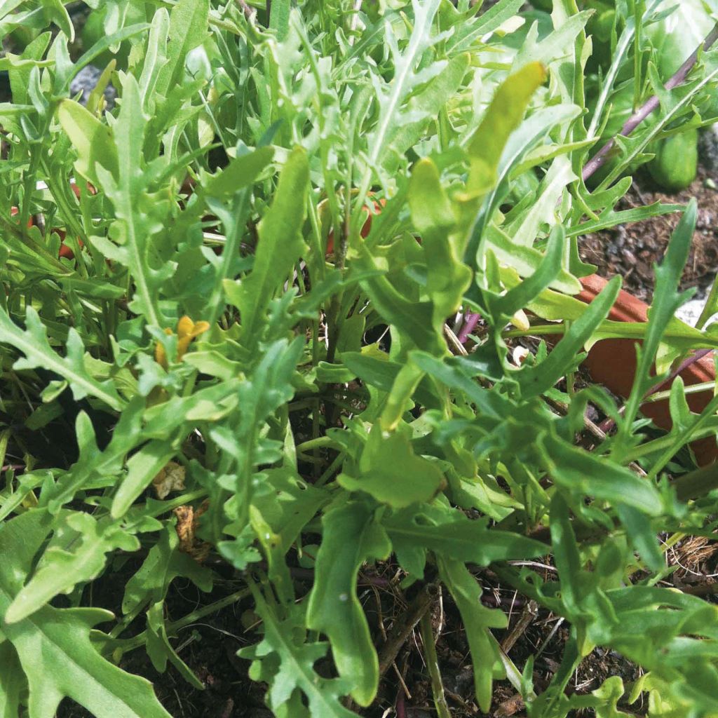 Wilde rucola BIO - Ferme de Sainte Marthe