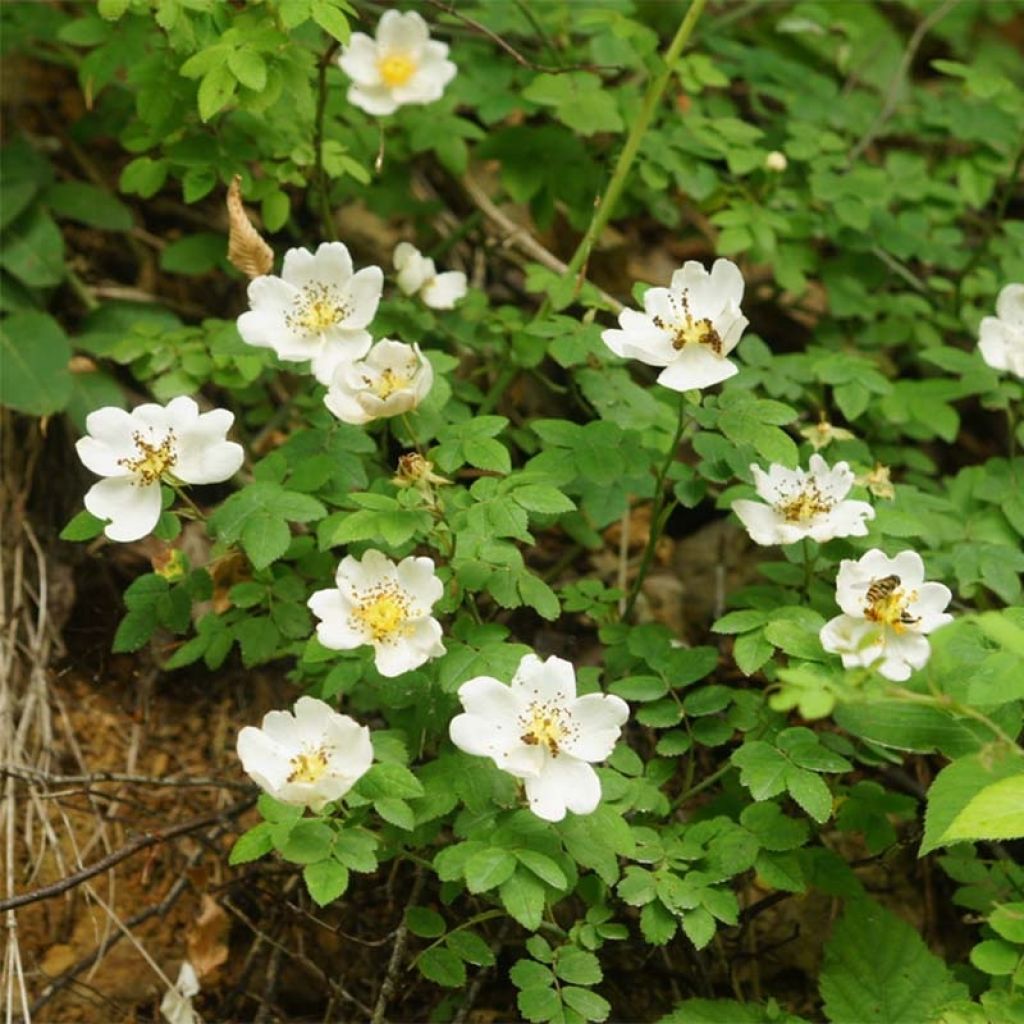 Rosa arvensis - Bosroos