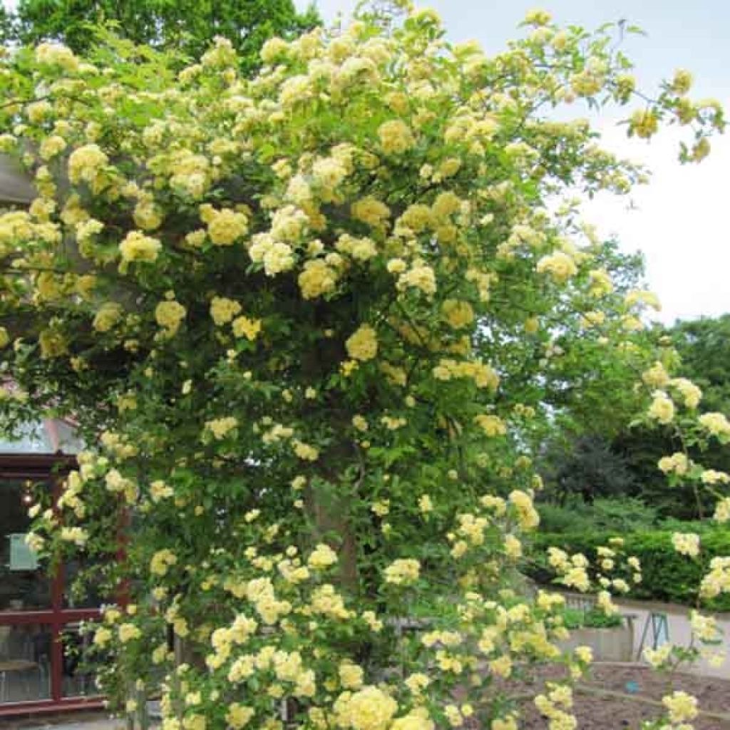 Rosa banksiae Lutea - Banksia roos
