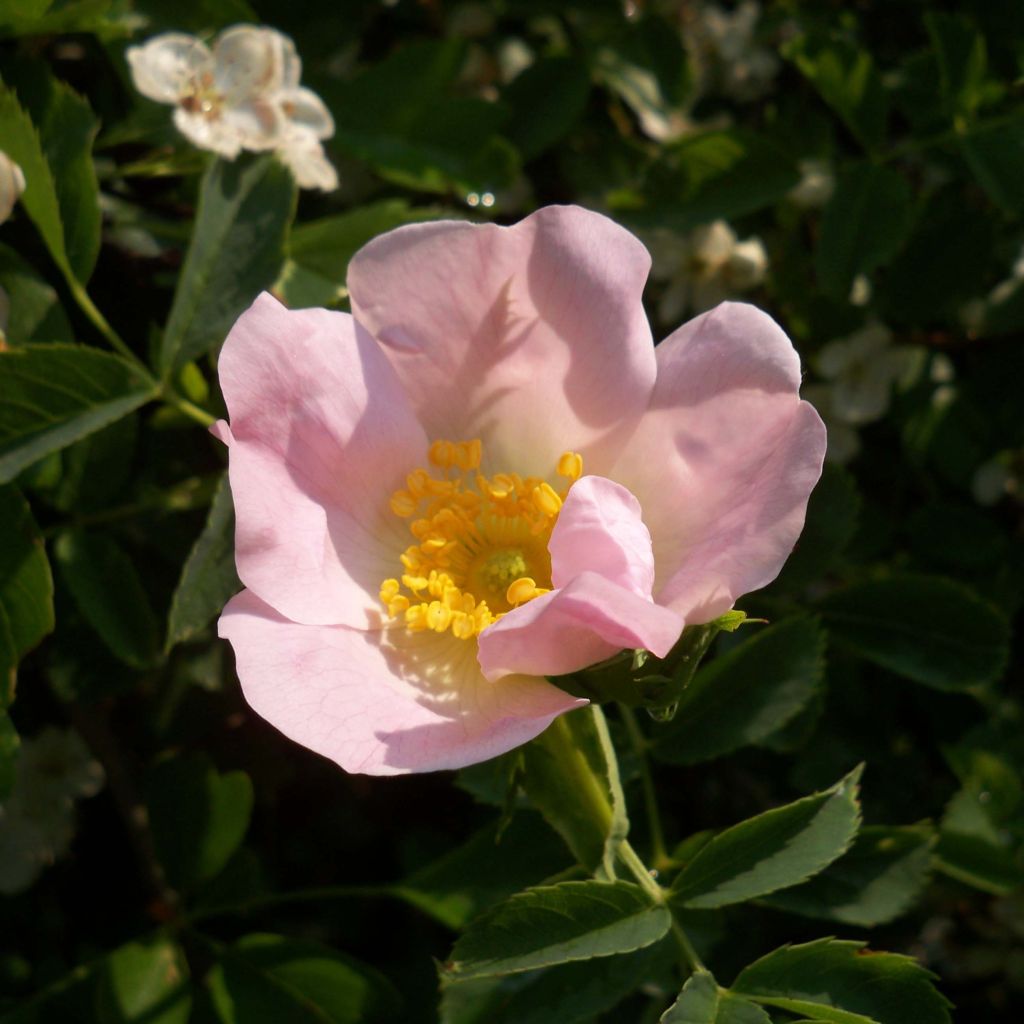 Rosa canina - hondsroos