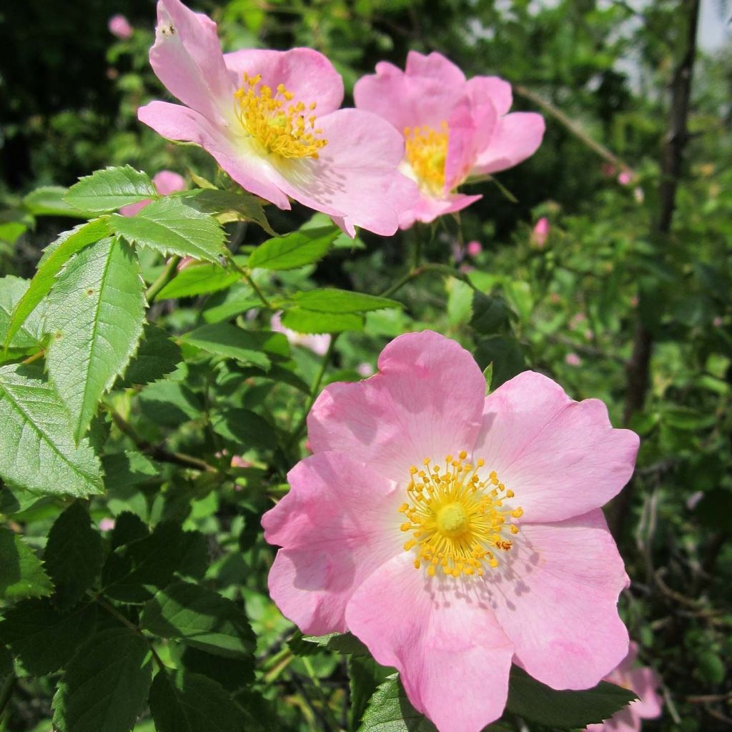 Rosa canina - hondsroos