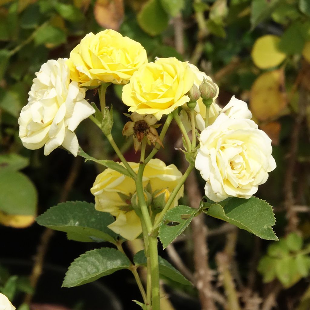 Rosa Golden Border - Trosroos