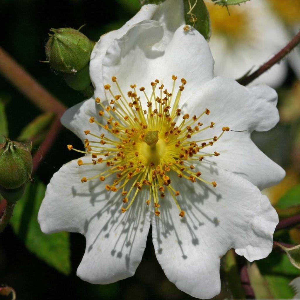 Rosa multiflora - Ramblerroos
