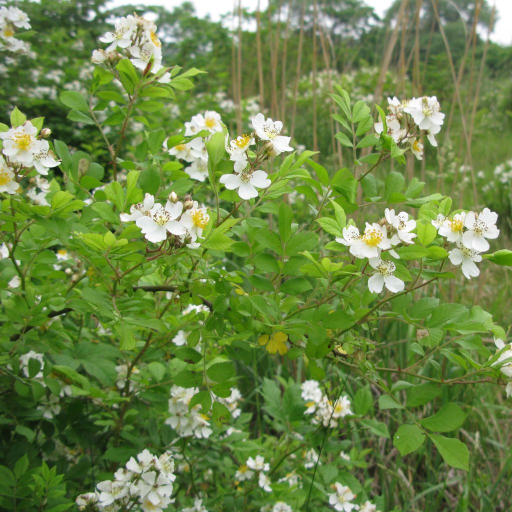 Rosa multiflora - Ramblerroos