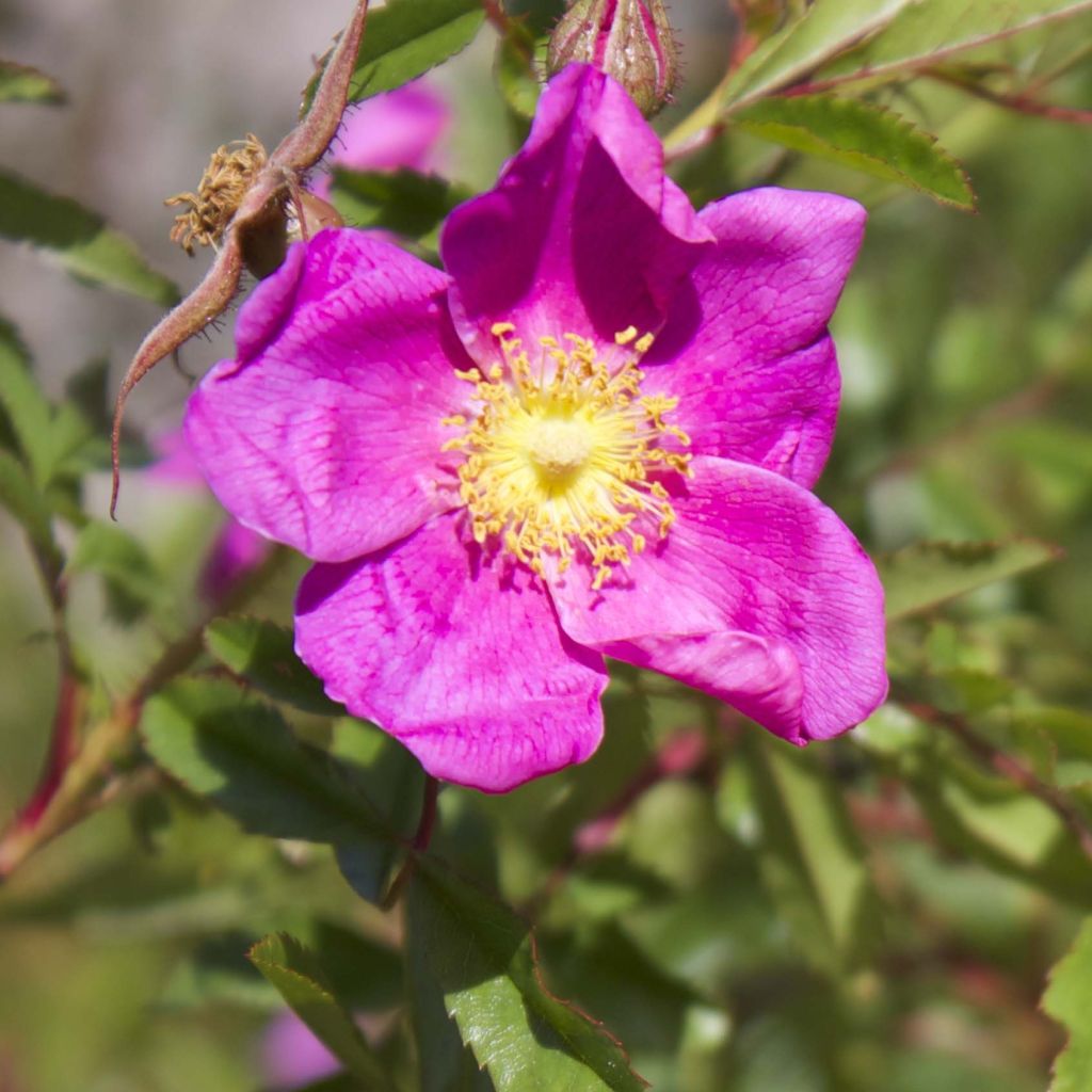Rosa nitida - Glansroos