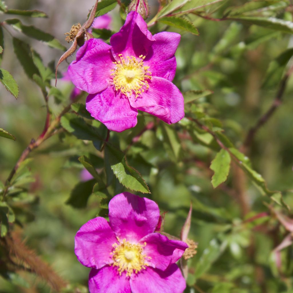 Rosa nitida - Glansroos