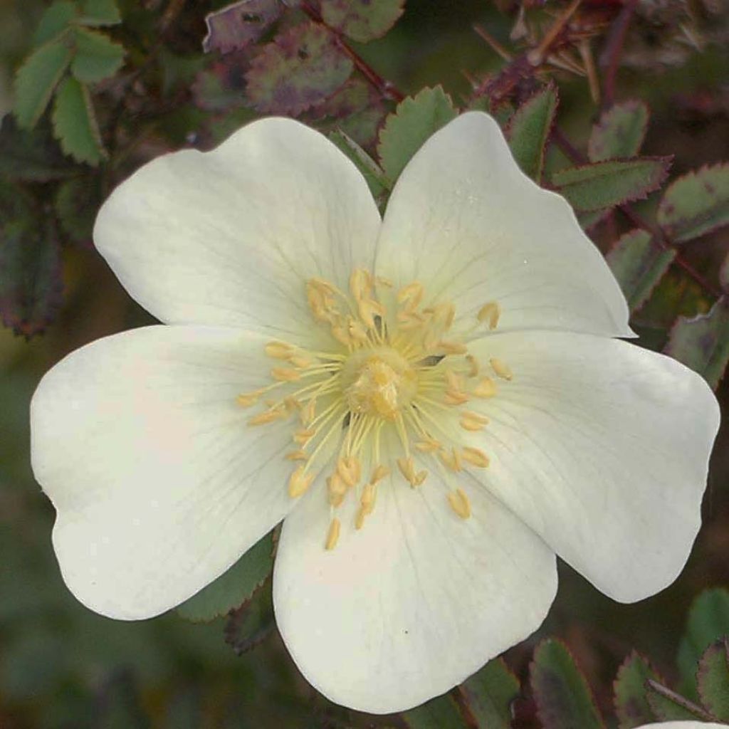 Rosa pimpinellifolia - Duinroos