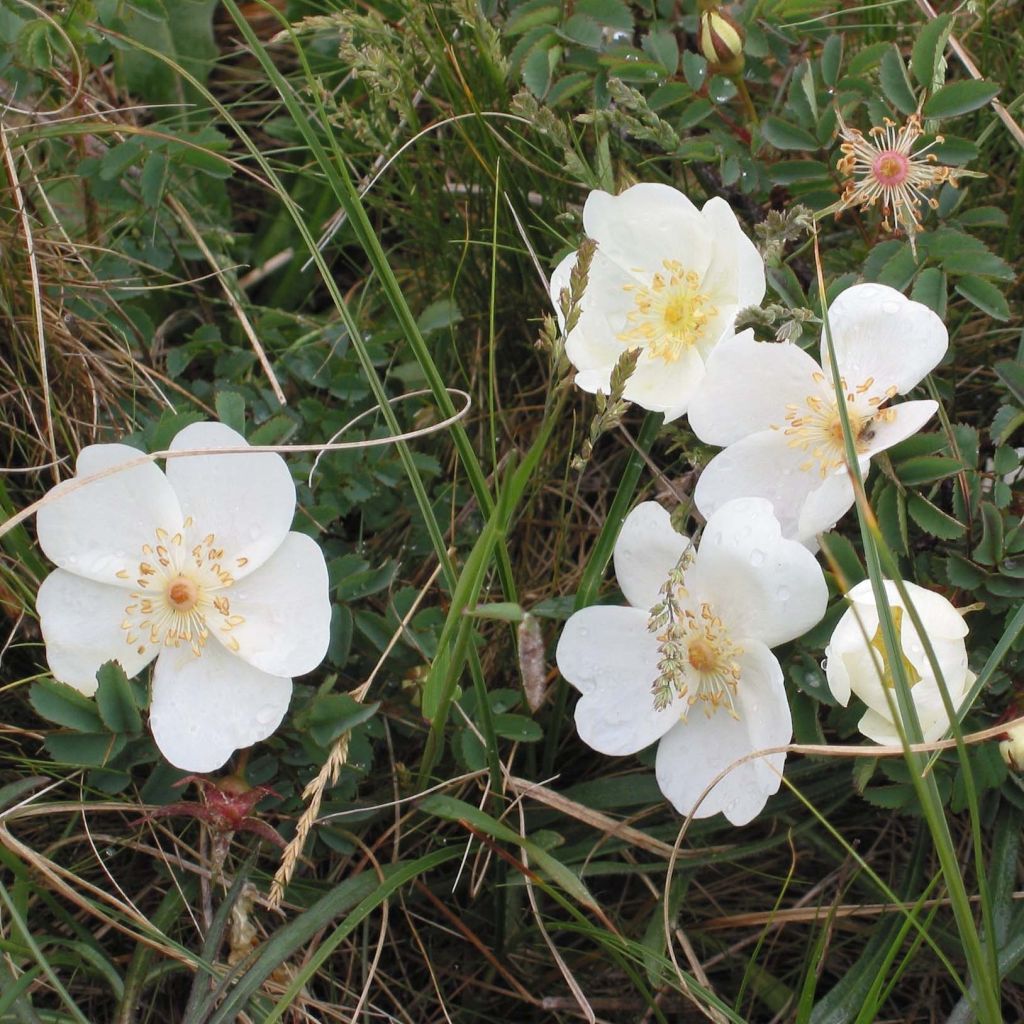 Rosa pimpinellifolia - Duinroos