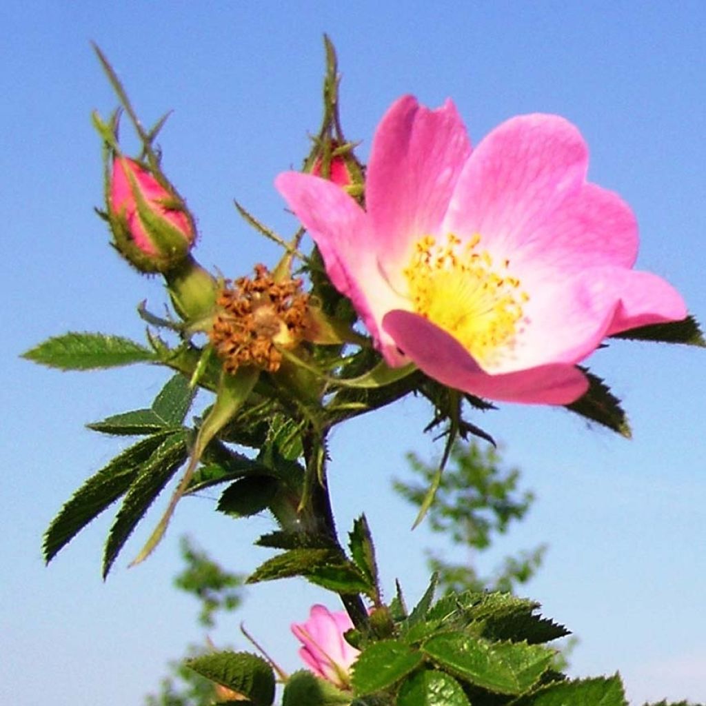 Rosa rubiginosa - Egelantier
