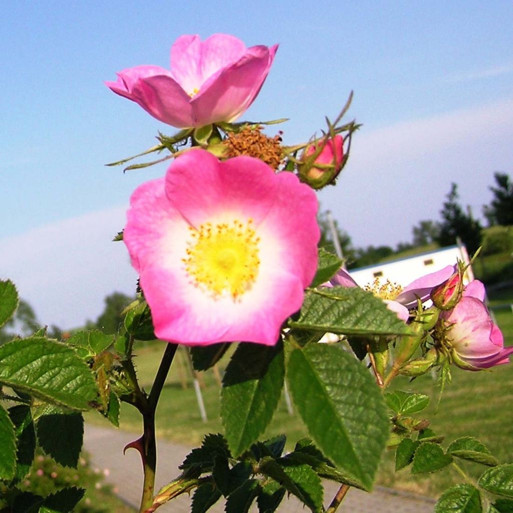 Rosa rubiginosa - Egelantier