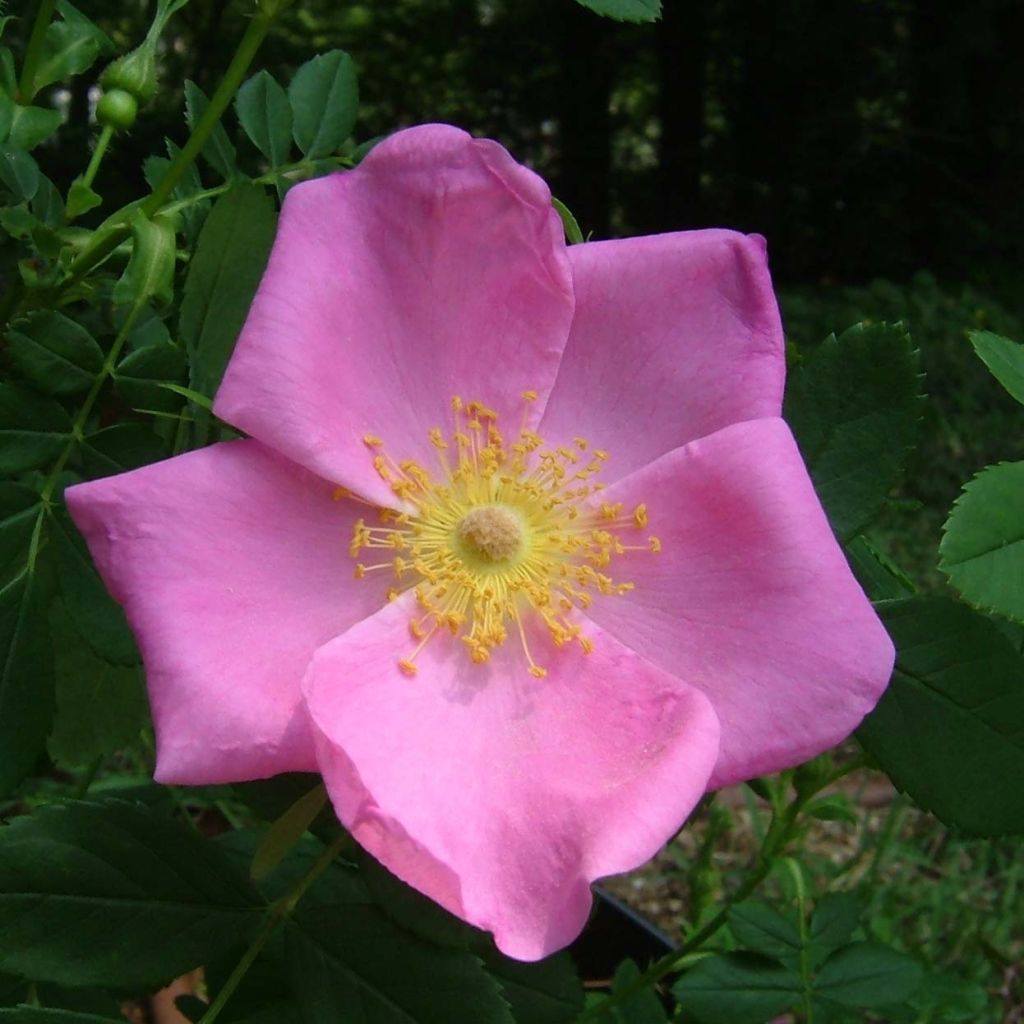 Rosa virginiana - Virginische roos