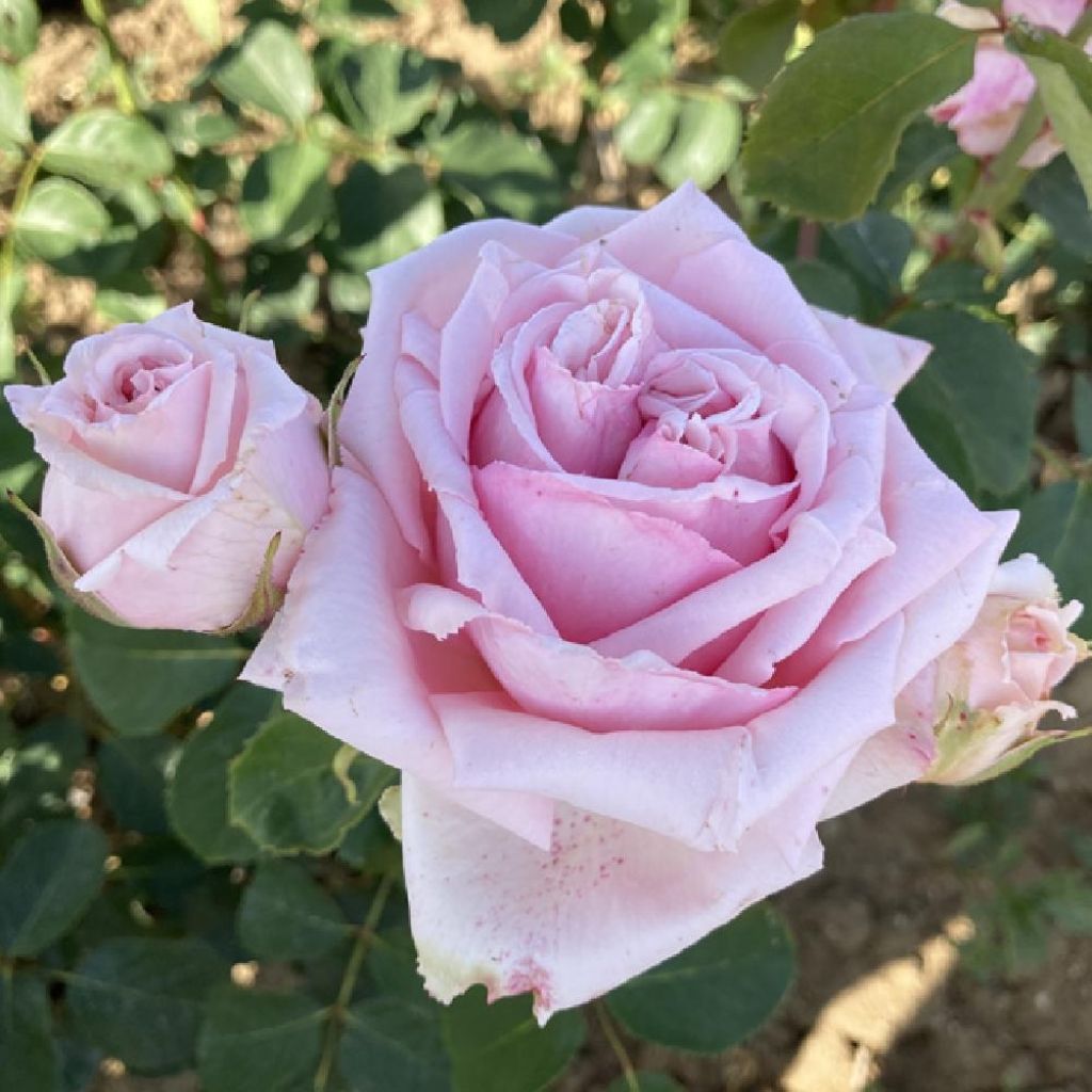 Rosa Parfum de Liberté - Grootbloemige roos
