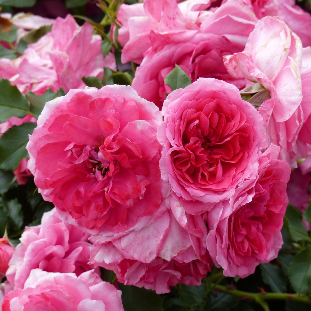 Rosa Rosarium Uetersen - Klimroos