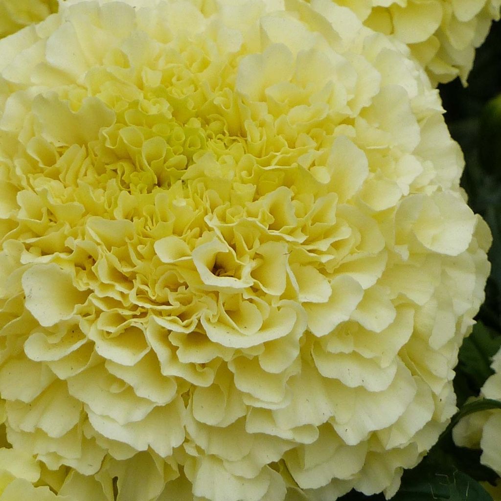 Afrikaantje F1 Vanilla (zaad) - Tagetes