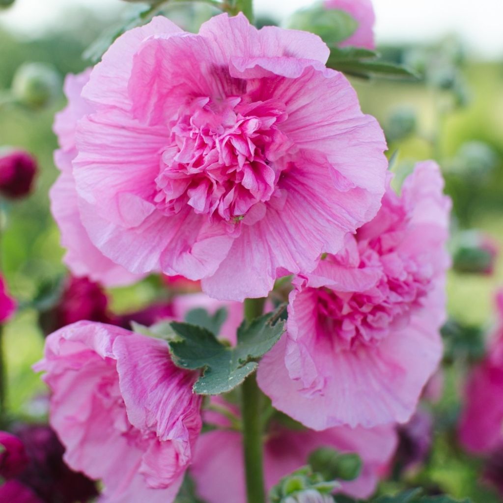 Alcea rosea Chaters Double Pink  - Stokroos roze