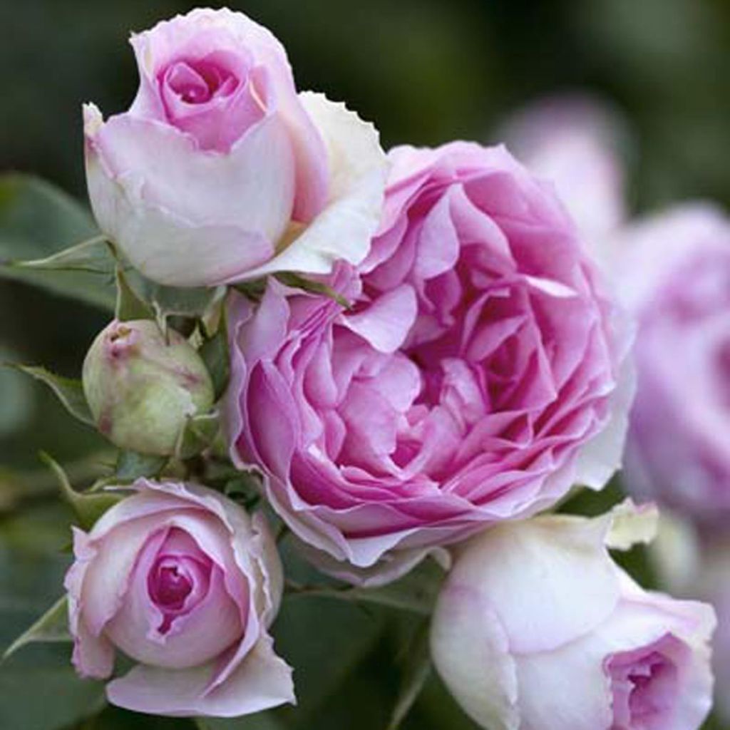 Rosa Mini Eden Rose - Klimroos