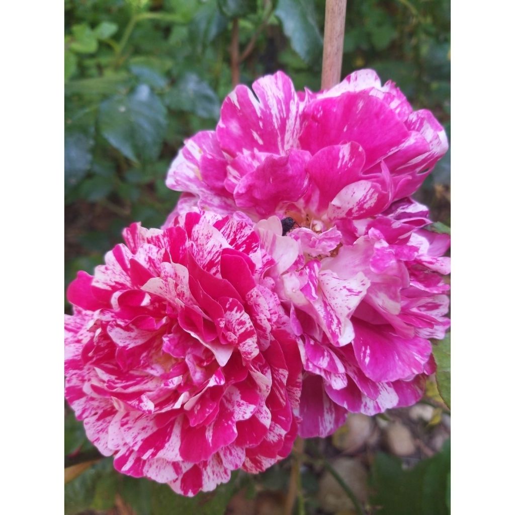 Rosa Abracadabra - Trosroos