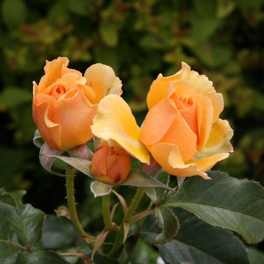 Rosa Amber Queen - Trosroos