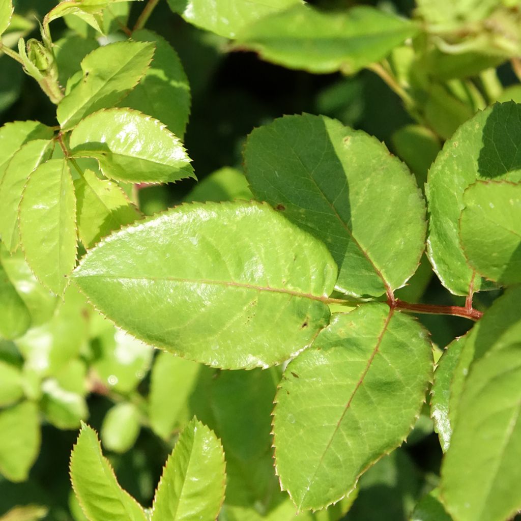 Rosa Yellow Meilove - Trosroos