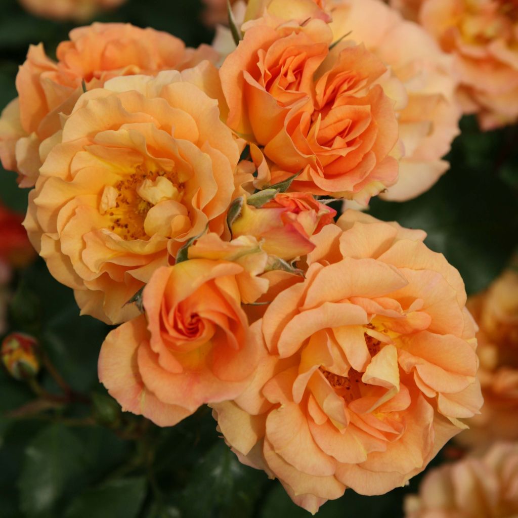 Rosa Bentheimer Gold - Trosroos