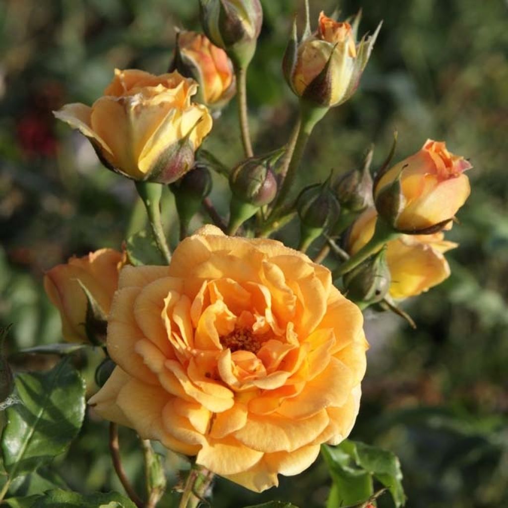Rosa Bentheimer Gold - Trosroos