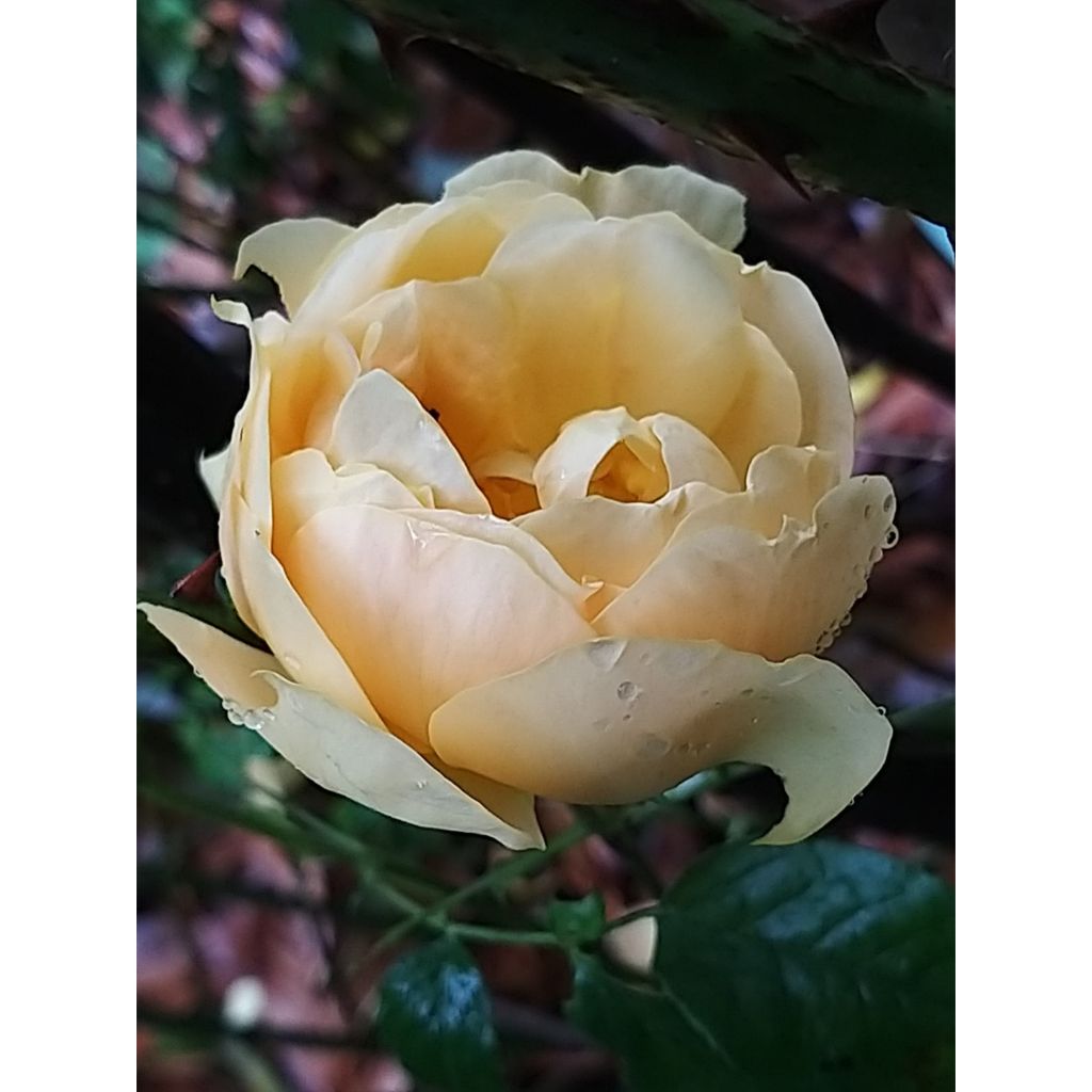 Rosa Bernstein Rose - Trosroos