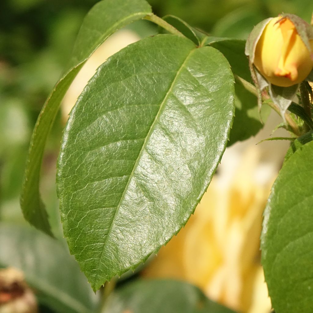 Rosa Bernstein Rose - Trosroos