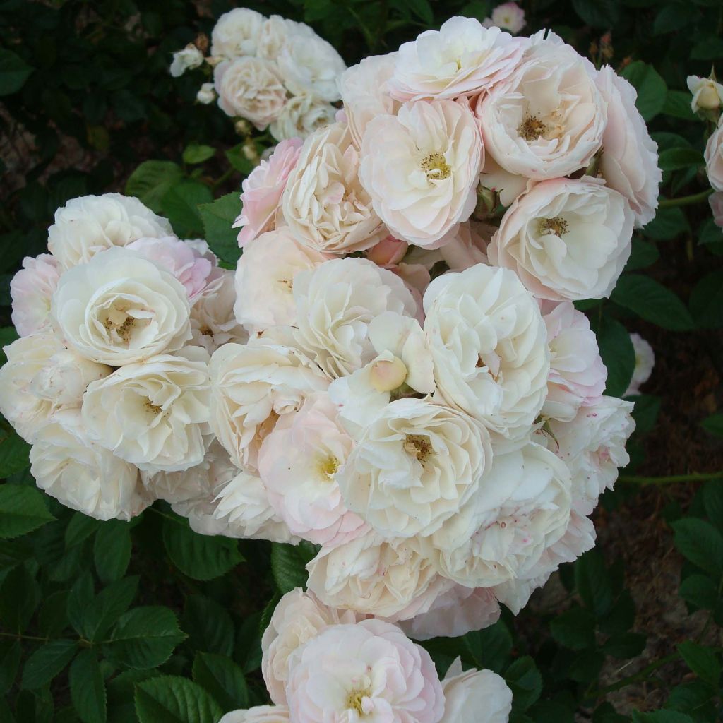 Rosa Bouquet Parfait - Muskusroos