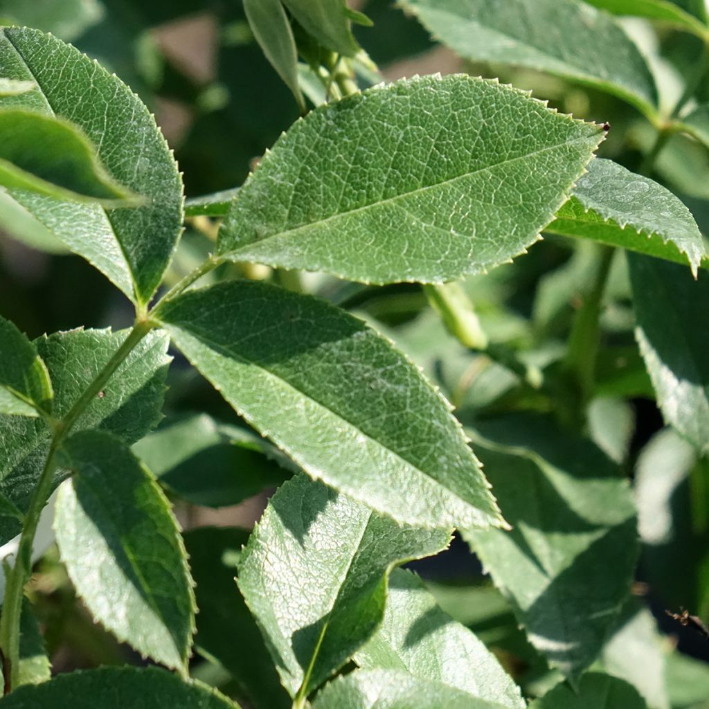 Rosa Carte Blanche - Trosroos