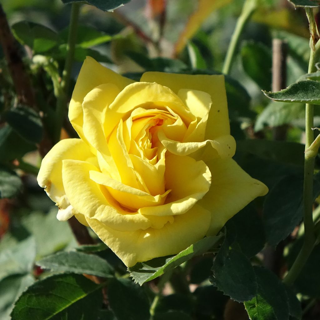 Rosa Carte d'Or - Trosroos