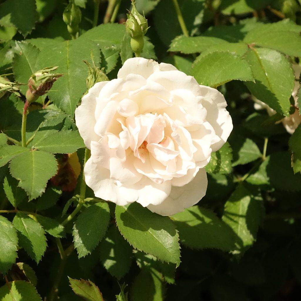 Rosa Crème Chantilly - Trosroos