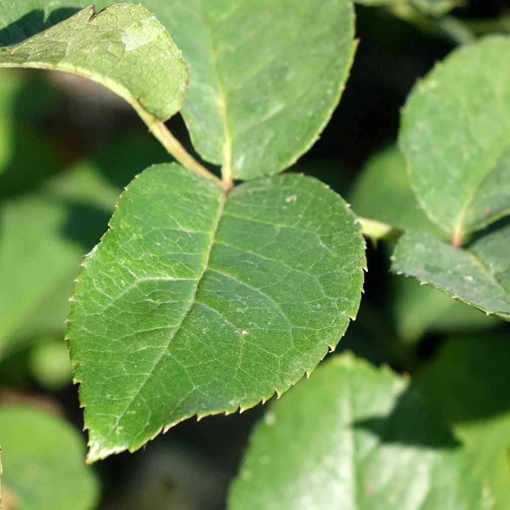 Rosa Flame Origami - Trosroos