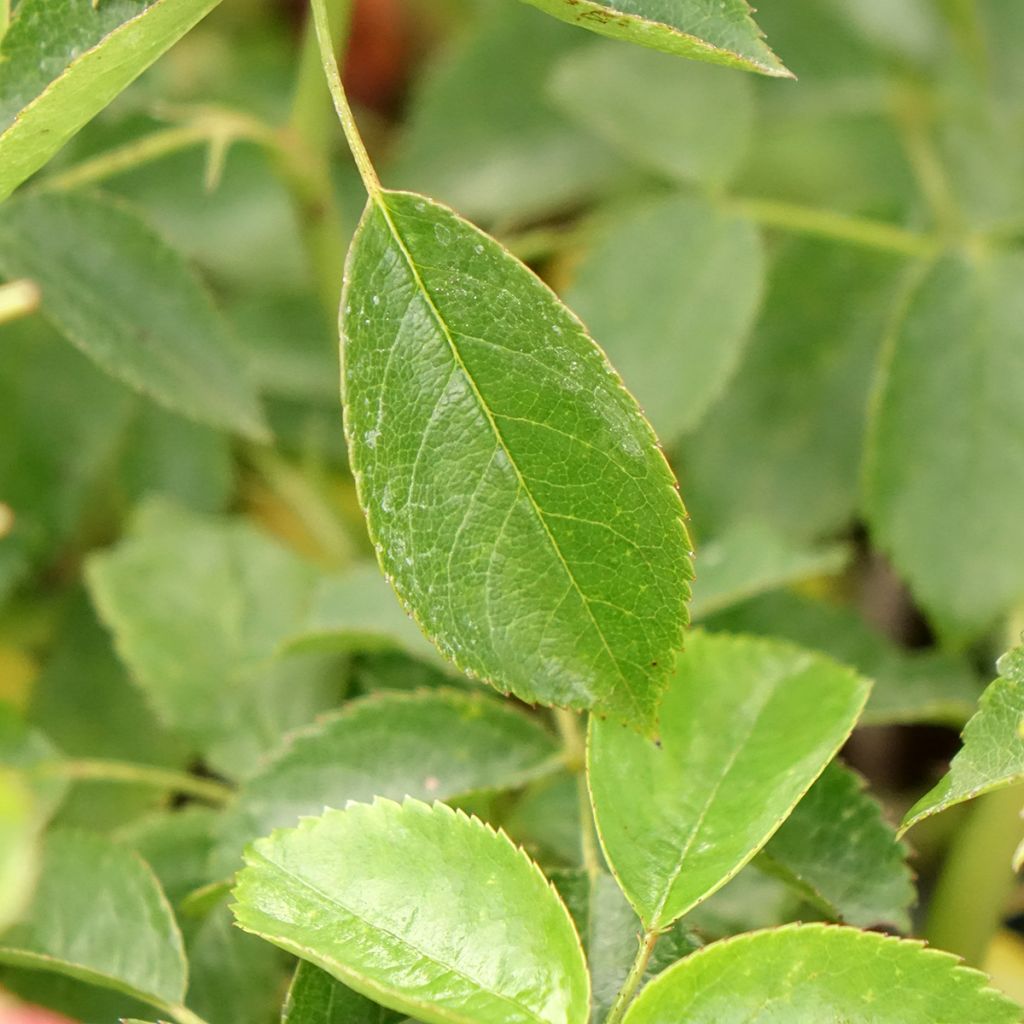 Rosa Folle Framboise - Trosroos