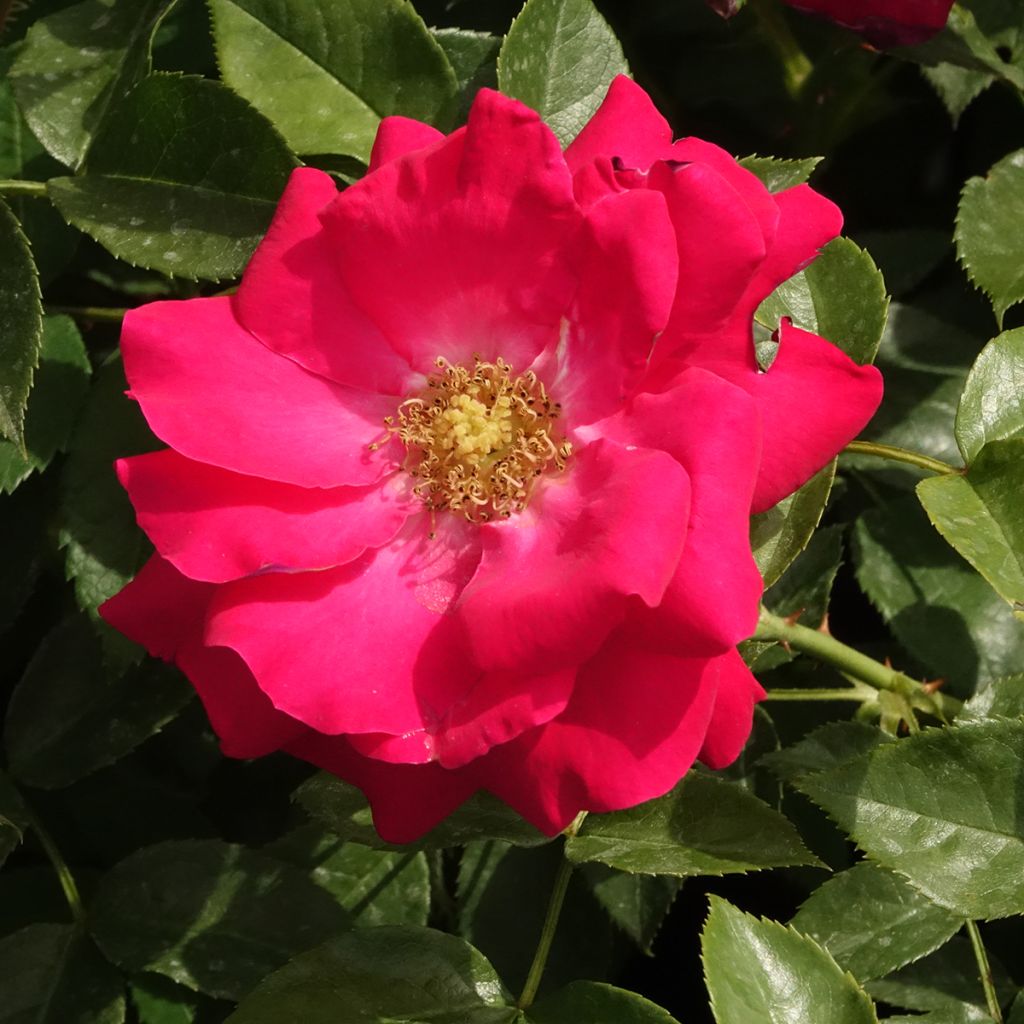 Rosa Garance - Trosroos