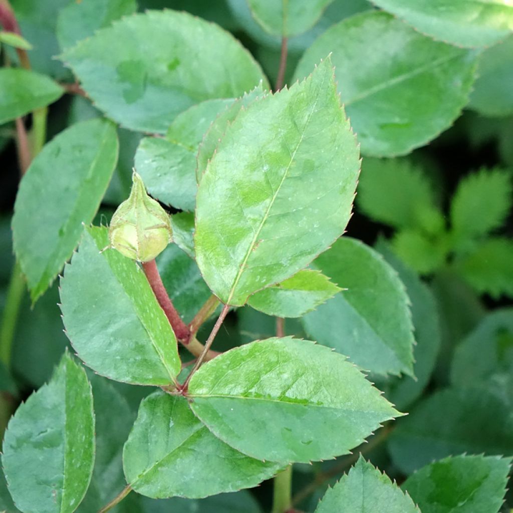 Rosa Garden of Roses - Trosroos