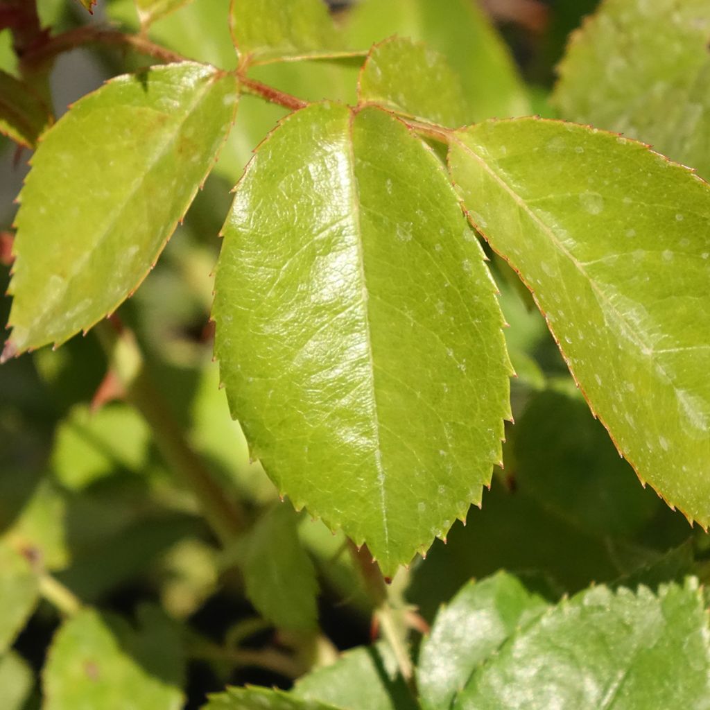 Rosa Hot Cocoa - Trosroos