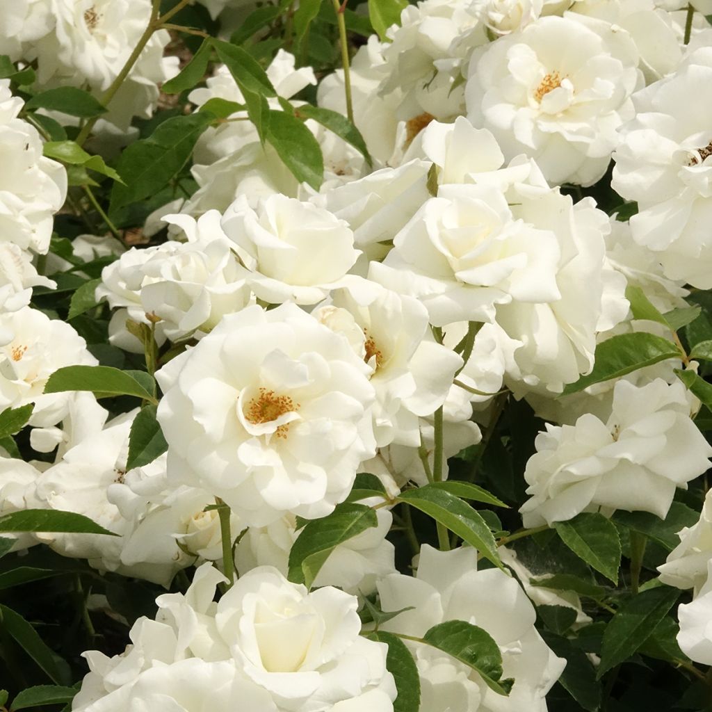 Rosa Iceberg - Trosroos