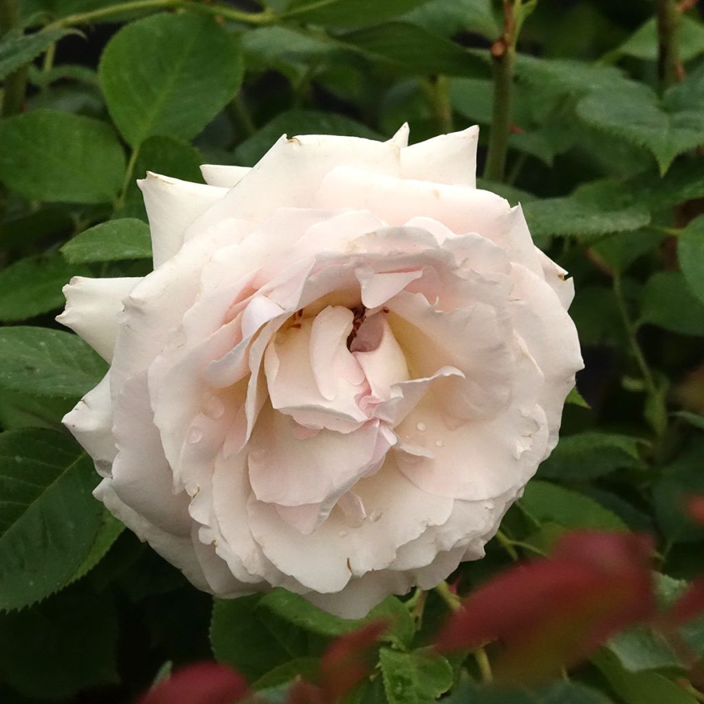 Rosa La Sauvagine Terre et Passion - Trosroos