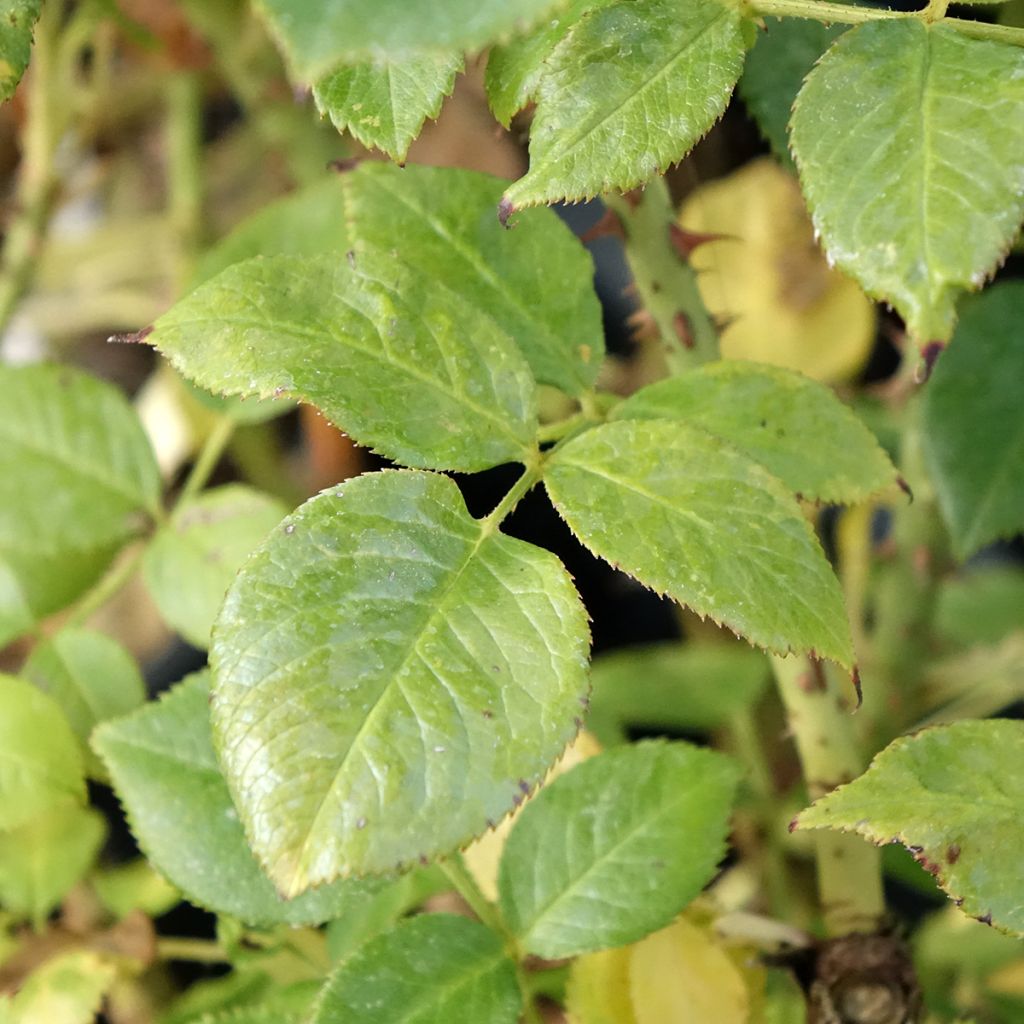 Rosa La Sauvagine Terre et Passion - Trosroos