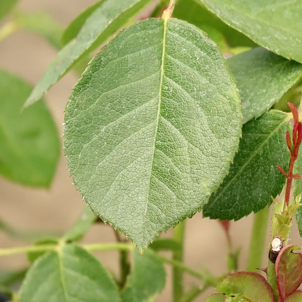 Rosa Love Letter - Trosroos