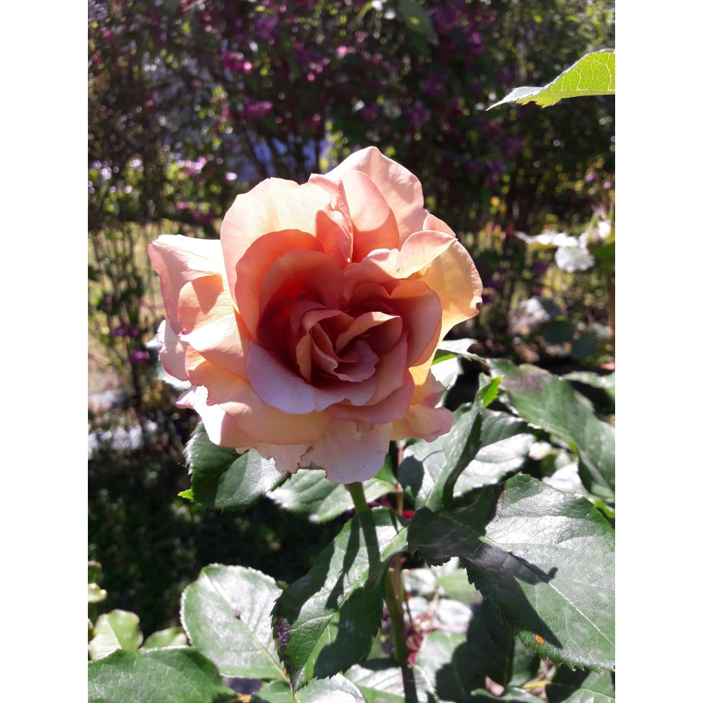 Rosa Mokarosa - Trosroos