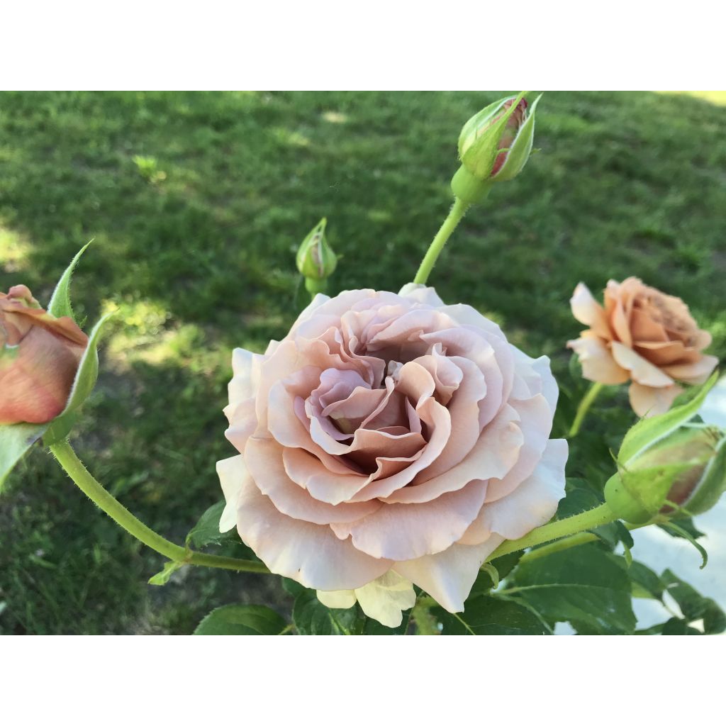 Rosa Mokarosa - Trosroos