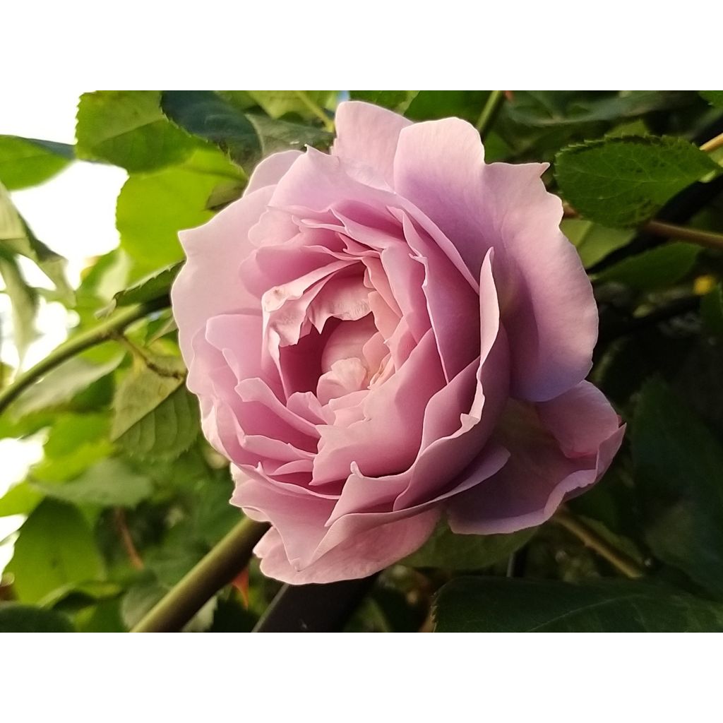 Rosa Novalis - Trosroos
