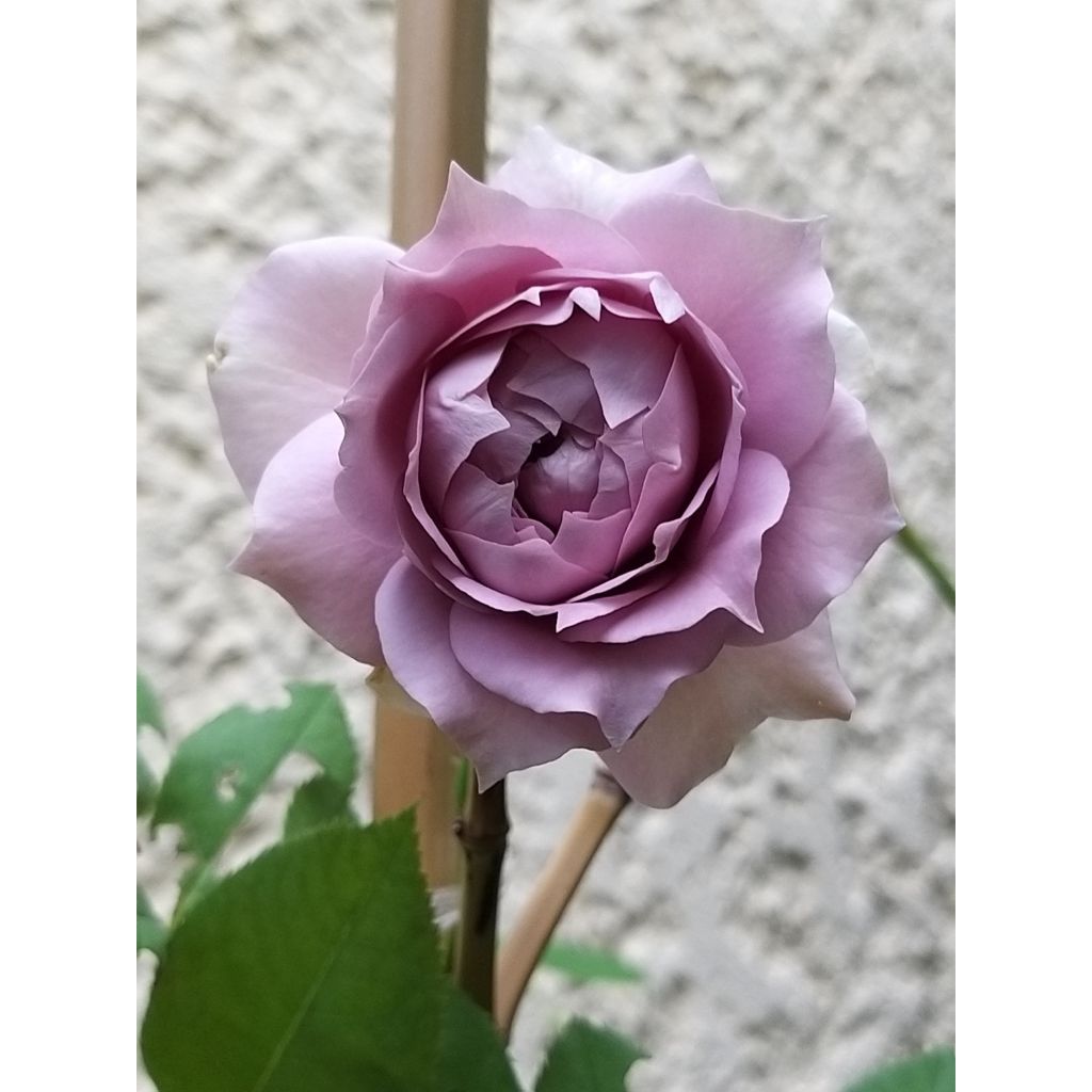 Rosa Novalis - Trosroos