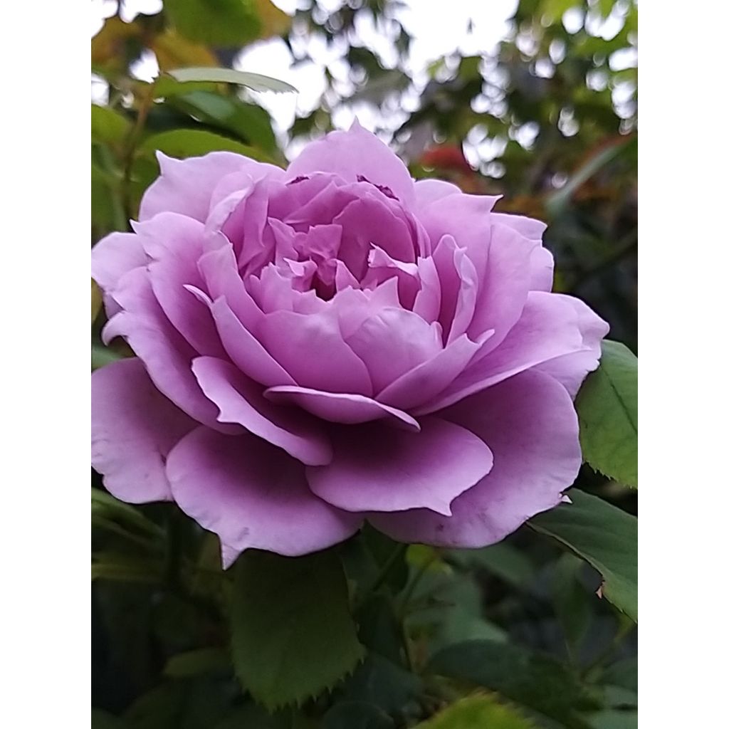 Rosa Novalis - Trosroos