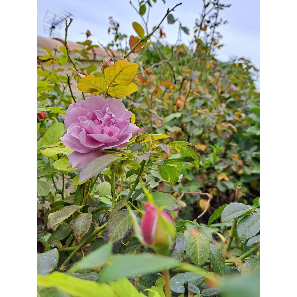 Rosa Novalis - Trosroos